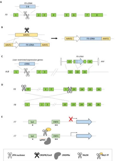 Figure 3.  Gene editing and transcription modulation-based approaches for coagulation factor 