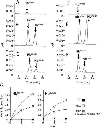 Figure 4. Effects of anti-M- β glob-PNA on hemoglobin accumulation. Representative HPLC analysis of (A and D) untreated murine erythroleukemia (MEL)  cells, (B and E) hexamethylene bisacetamide (HMBA)-treated cells or (C and F) cells treated with HMBA in t