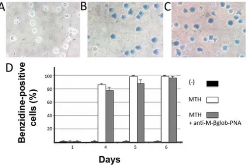 Figure 5. Lack of effects of anti-M- β glob-PNA on erythroid differentiation of K562-D5 cells induced by mithramycin (MTH)