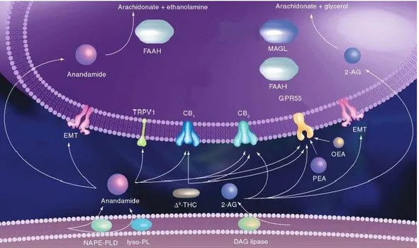 Fig. 5 Cannabinergic transmission 15