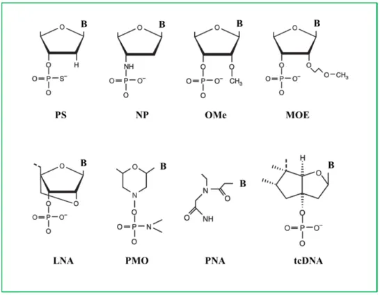 Figure 1. Chemical modifications of ASO backbone. PS, phosphorotioate; NP, N3′-P5′ phosphoroamidate;  OMe, 2′-O-methyl; MOE, 2′-O-methoxy-ethyl; LNA, locked nucleic acid; PMO, phosphoroamidate  morpholino; PNA, peptide nucleic acid; tcDNA, tricyclo DNA