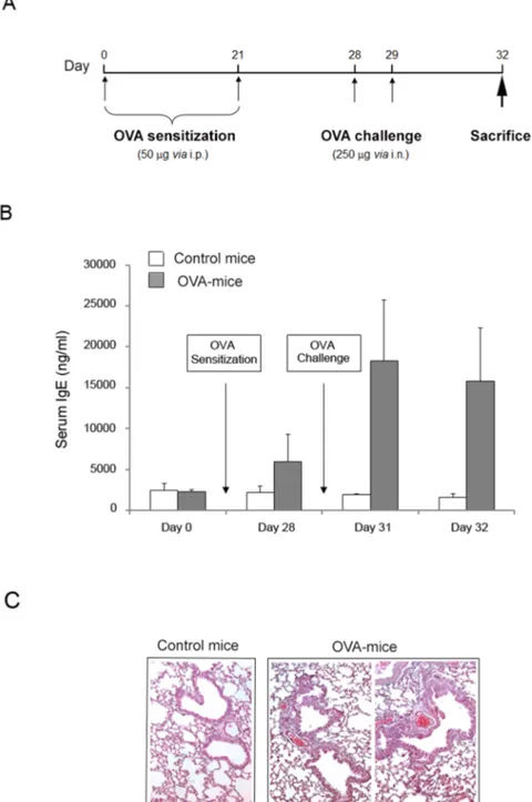 Fig. 2. Establishment of airway inflammation mouse model. Mice were exposed to an OVA ‘‘sensitization plus challenge’’ protocol