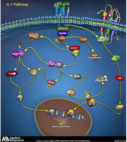 Figure 6: IL-1 pathway. Image from: www.ambion.com/tools/pathway/pathway.php?path. 