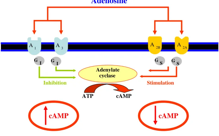 Figure  10 summarizes  the  different  adenosine  receptor  coupling  to  the  adenylate  cyclase  enzyme