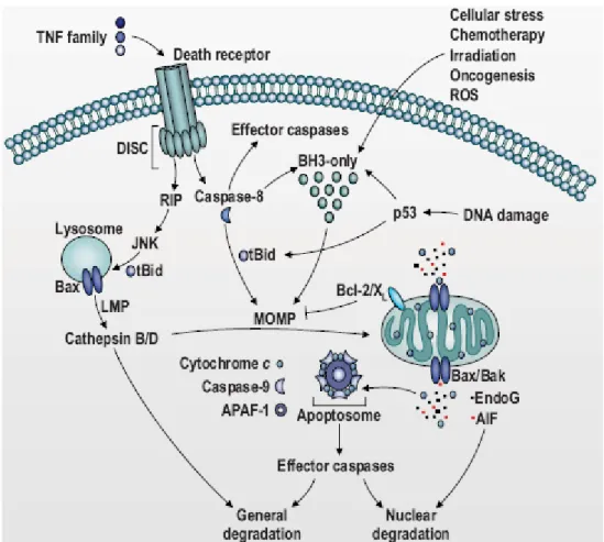Fig. 2: Schematic representation of the two major apoptotic pathways: the intrinsic pathway and the exstrinsic  pathway