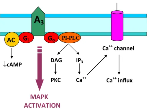 Figure  5:  Schematic  representation  of  intracellular  pathways  coupled  to  adenosine  A 3 receptors    Ca ++  channel Ca++ influx A3GoPI-PLC GiAC ↓↓↓↓cAMP DAG PKC IP3Ca++MAPK ACTIVATION 