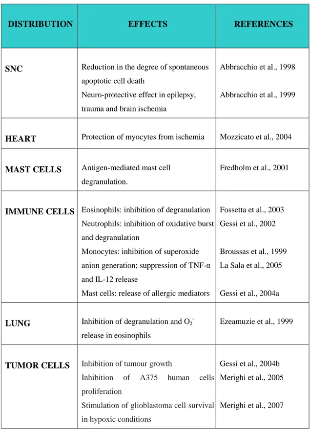 Table 4: Effects mediated by A 3  adenosine receptors 