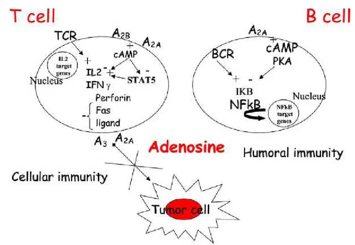 Figure 1: Role of adenosine receptors in the regulation of immune responses 