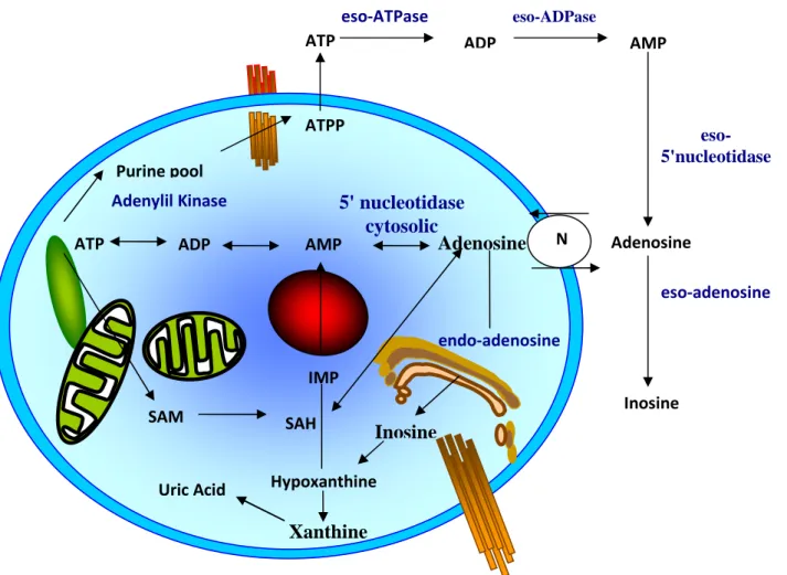 Figure 2: Metabolism of adenosine  eso-adenosine AMP  endo-adenosine Inosine Hypoxanthine Xanthine Uric Acid IMP ADP ATP Purine pool ATPP ATP SAH Adenosine SAM 