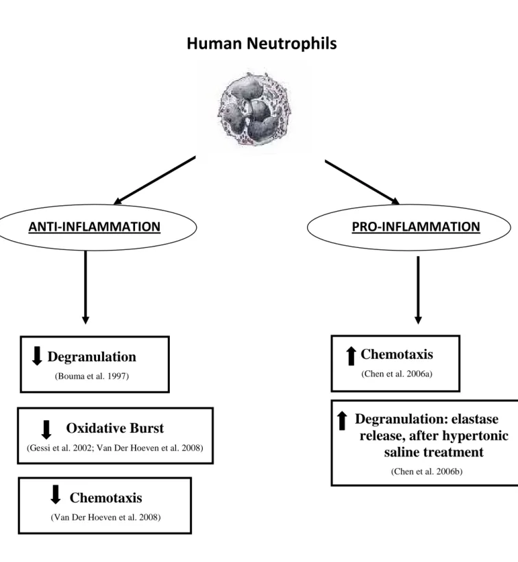 Figure 1: Effects of A 3  adenosine receptors in neutrophils 