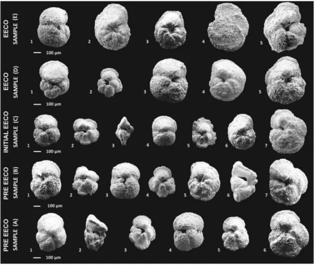 Figure 5. SEM images showing variations in size of representative Morozovella species from the &gt;300 μm fraction for the ﬁve analyzed “bleaching” samples at Site