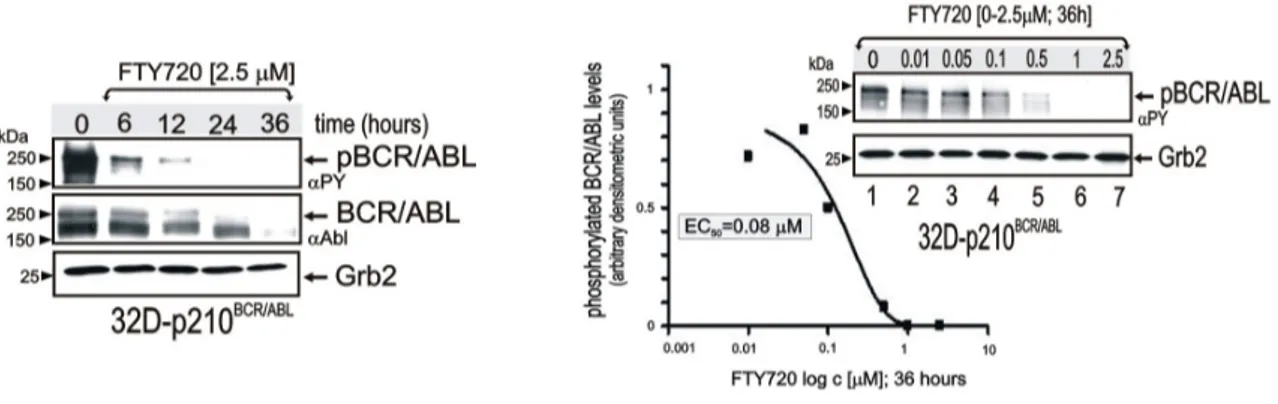 Figure 6: p210 BCR/ABL  tyrosine phosphorylation (αPY) and expression (αAbl) in 32D-BCR/ABL cells untreated and treated 6–36 