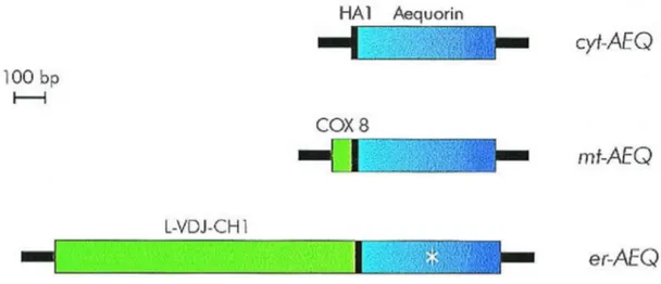 Fig. 3: Schematic representation of aequorin chimeras.