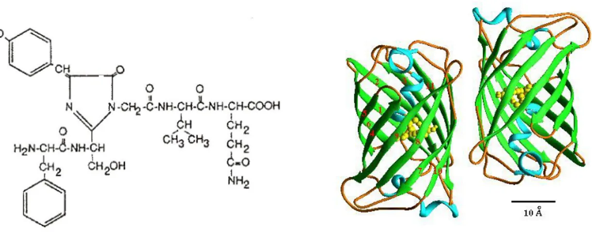 Fig.  5:  The  chemical  structure  of  the  chromophore  in  Aequorea  GFP.  Structural  formula  of  GFP