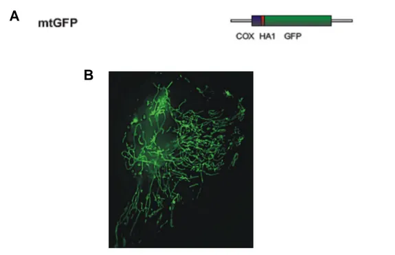 Fig.  7:  The  mitochondria-targeted  GFP  construct.  The  mitochondrial  presequence  of  COX  VIII  protein  was  fused  in  frame  with  GFP  at  N-terminus  (A)