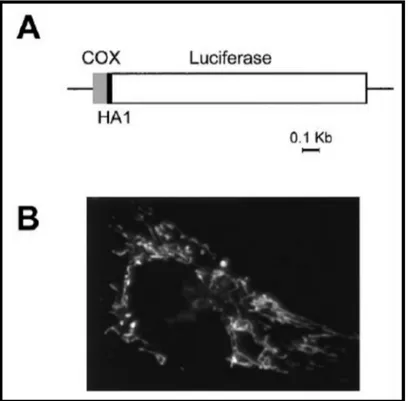 Fig.  10:  Map  and  correct  localization  of  mtLUC  construct.  A)  Schematic  map  of  the  chimeric  mitochondrial  luciferase