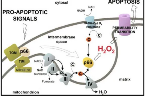 Fig.  12:  Model  of  p66Shc  redox  activity  during  mitochondrial  apoptosis.  Proapoptotic  signals  induce  release of p66Shc from a putative inhibitory complex