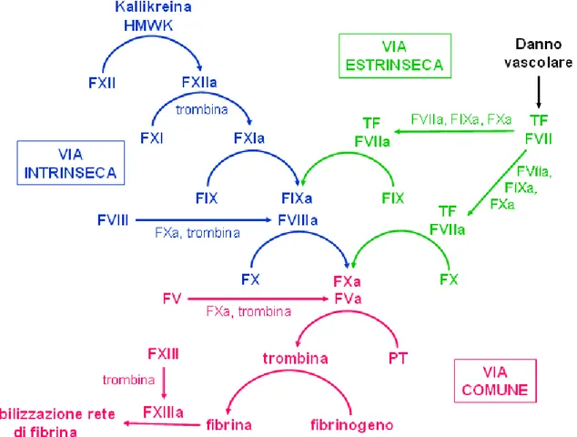 Figura 4.  Schema della cascata coagulativa: via intrinseca e via estrinseca che si uniscono in  una via comune in conclusione della quale partecipa attivamente il FXIII