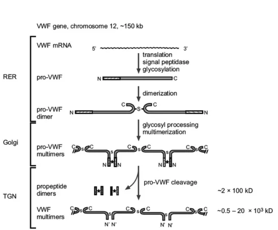 Figure 5: Schematic representation of the processing steps involved in the  biosynthesis of von Willebrand factor