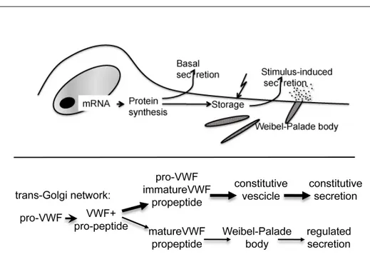 Figure 6: Partitioning of VWF propeptide and pro-VWF between the  constitutive and regulated secretory pathway by vascular endothelial cells