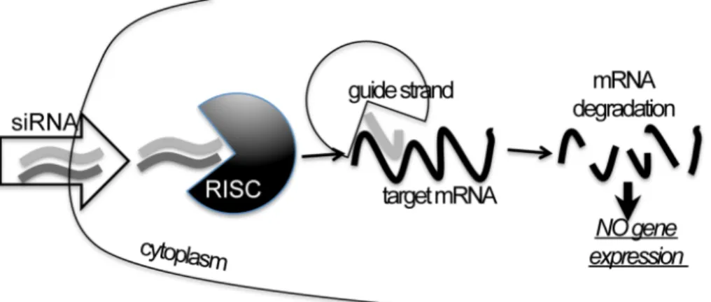 Figure 9: Simple schematic representation of the RNAi mechanism  focusing on the exogenous siRNAs silencing action.