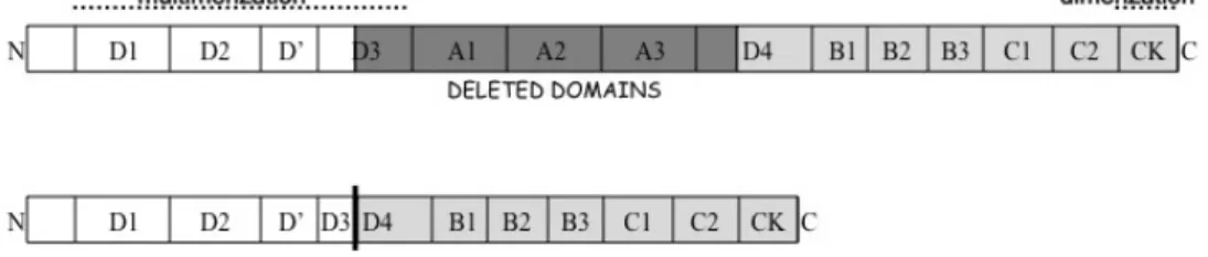 Figure 12: Schematic representation of the wild type and deleted VWF  protein domains