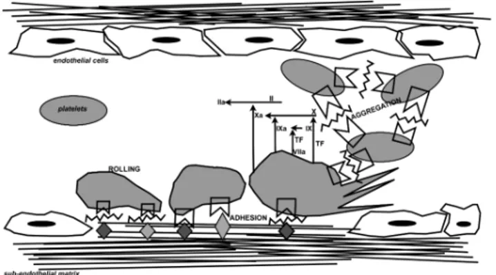 Figure 1: Schematic overview representation of processes that occur after  vessel injury, in which VWF is actively involved.