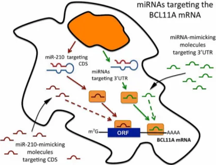 Figure 7. Scheme outlining the possible miRNA mimicking approach for targeting the 3′UTR and the  coding sequence (CDS) of the BCL11A mRNA using miRNA mimicking molecules