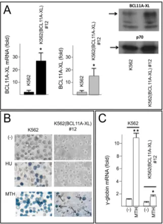 Figure 4.  (A) Molecular and phenotypic characterization of the K562(BCL11A-XL) clone #12