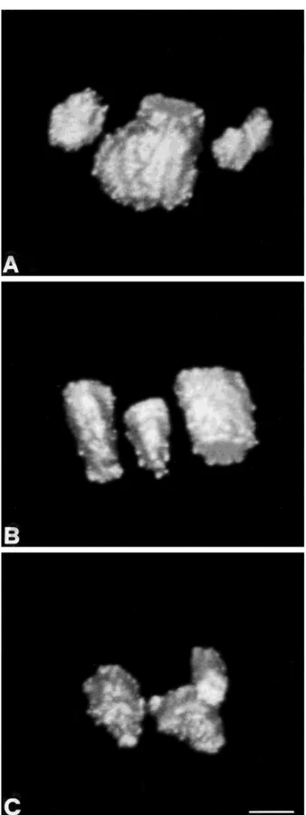 Fig. 3. A: 3-D reconstruction (Surface Shading) of topoisomerase II