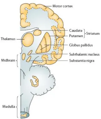 Fig. 1. Main brain areas affected in PD. 