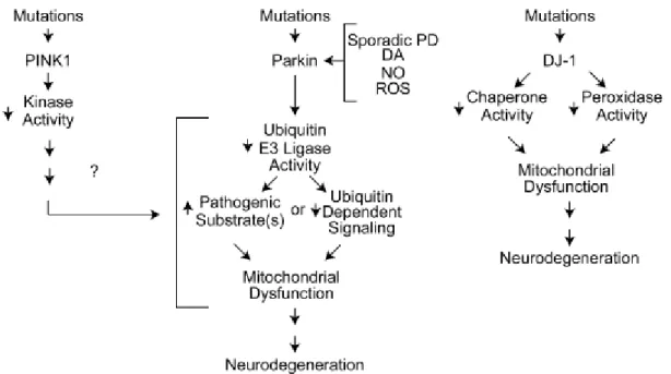 Fig. 7. Possible molecular mechanisms in autosomal recessive PD (Dawson et al., 2010)