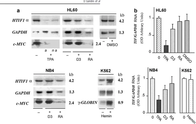 Figure 4 Decrease in HTIF1 ␣ expression upon monocytoid–macrophage differentiation of HL60 and NB4 cells