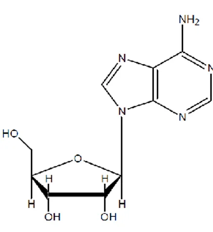 Figure 1: Chemical Structure of Adenosine 