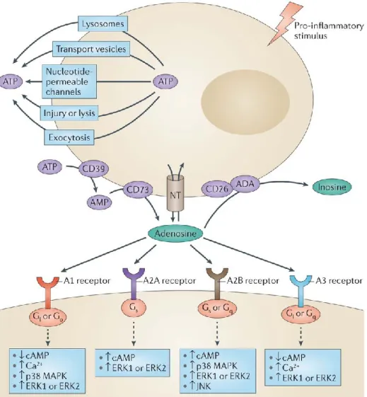Figure 3: Ado synthesis and receptor activation in the cell.  (Antonioli et al., Nature Reviews Cancer 13, 842–857;2013) 