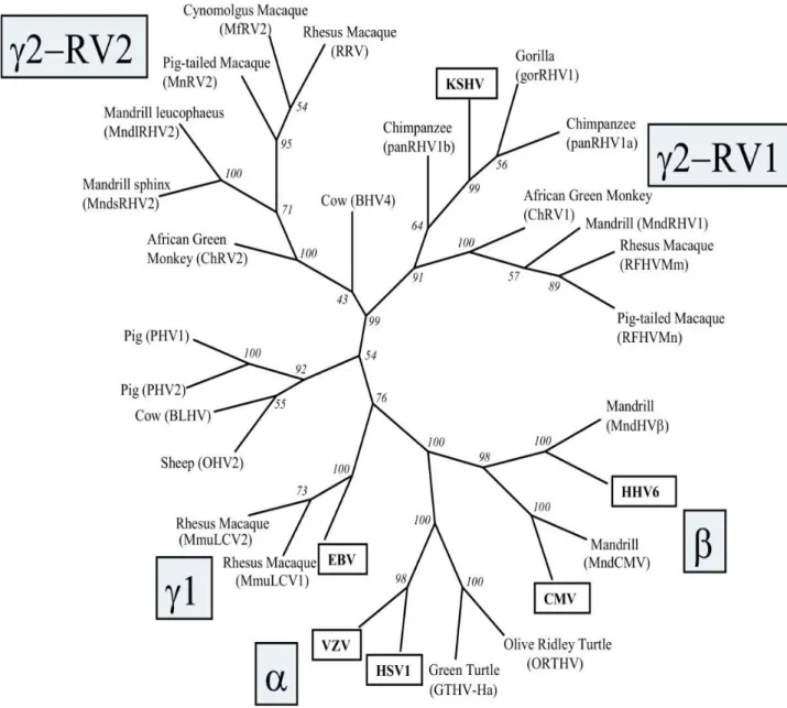 Figure 1: Phylogenetic tree of herpesviridae. 