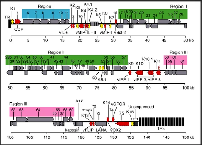 Figure 7: HHV-8 genome. The genome consists of a long unique region (145 kb) encoding for over  80 ORFs, surrounded by terminal repeats regions.