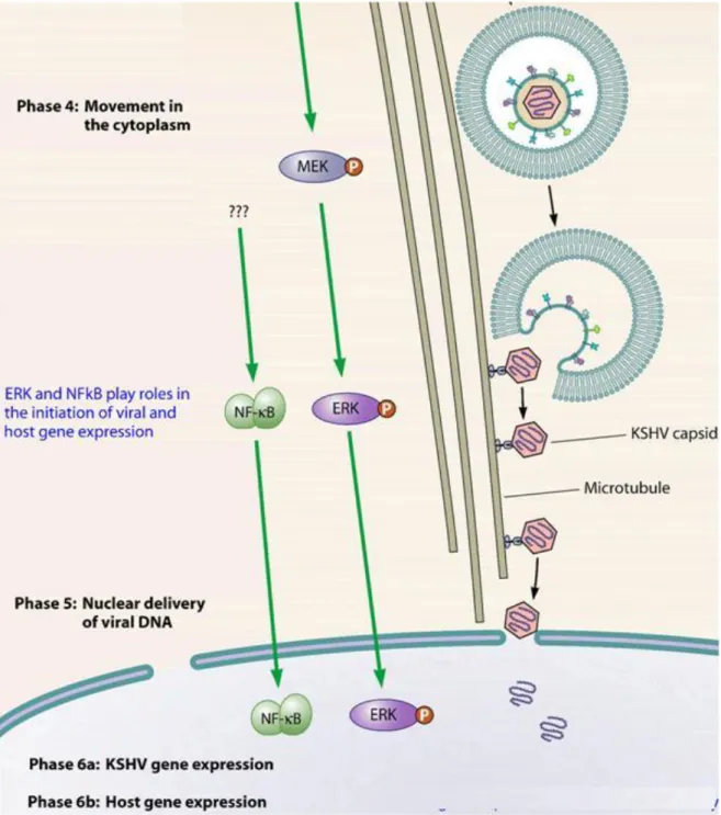 Figure 10: Representation of the last phases of the replication cycle of HHV-8. 