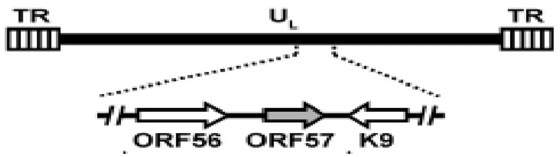 Figure 12: Schematic diagram of ORF57 gene in the context of HHV-8 genome. 