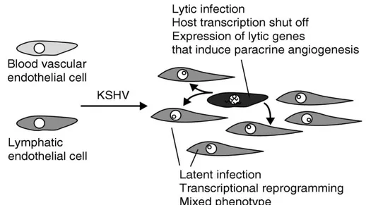 Figure 14: Cellular transformation after HHV-8 infection. 
