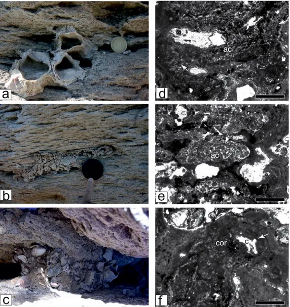 Figure 6.  Images of (a) barnacles (Austromegabalanus psittacus), (b) incrustation, and (c) storm deposit infilling fractures within bedrock