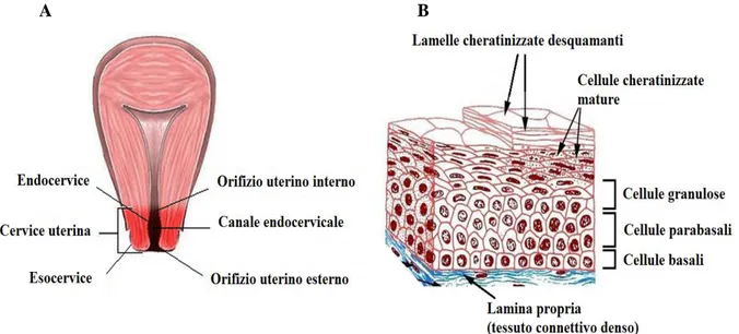 Figura 5. Rappresentazione schematica della cervice uterina (A) e dell’epitelio esocervicale 