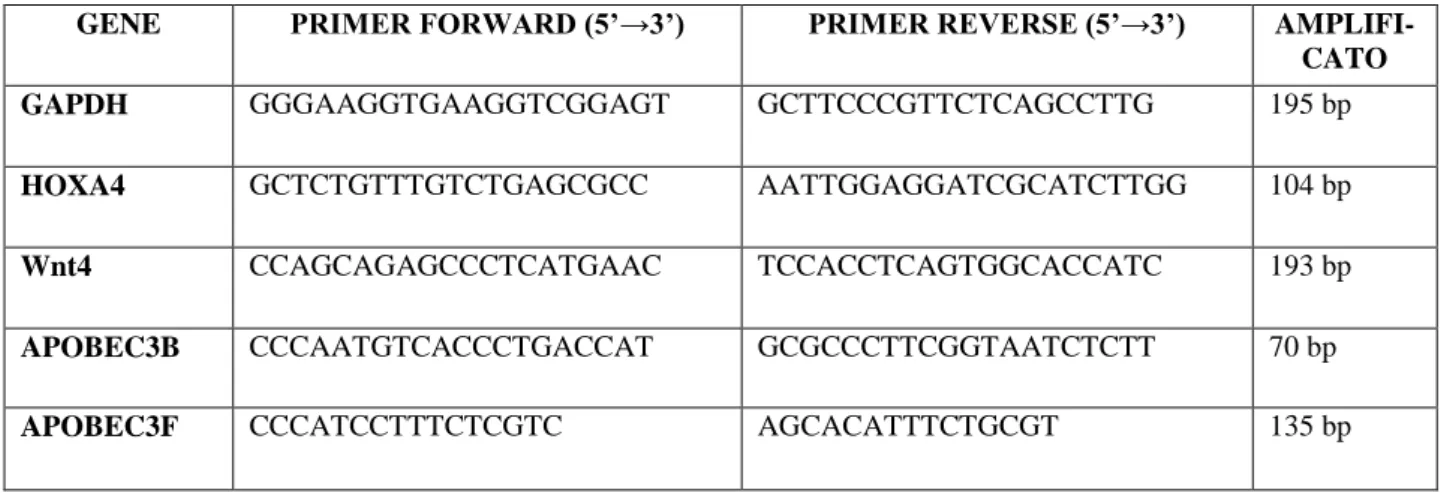 Tabella 2. Lunghezza dei frammenti amplificati con PCR real-time. 