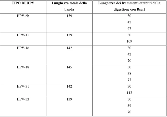 Tabella  3.  Lunghezze  dei  frammenti  di  DNA  di  alcuni  genotipi  HPV  misurate  con  un  set  di 