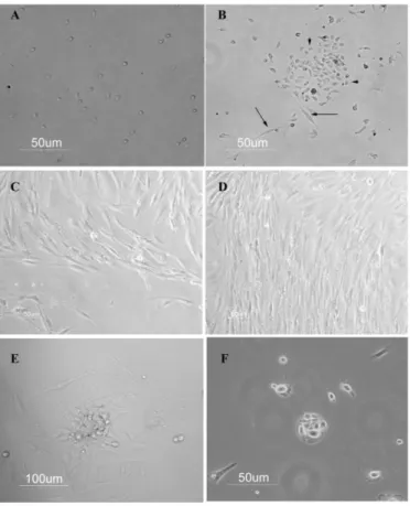 Figura 7.  Fibroblasti e cheratinociti cervicali da CIN coltivati in terreno DMEM-F12 10% 