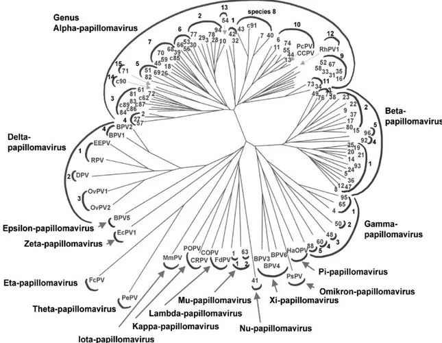 Figura 1. Albero filogenetico delle sequenze di 118 tipi di papilloma virus. 