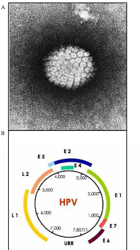 Figura  2.  Immagine  di  HPV  al  microscopio  elettronico  a  trasmissione  (TEM)  (National 