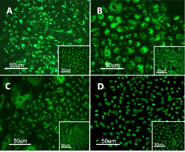 Figure 7.   Immunofluorescence staining.   Panels A-D: immunofluorescence staining of  