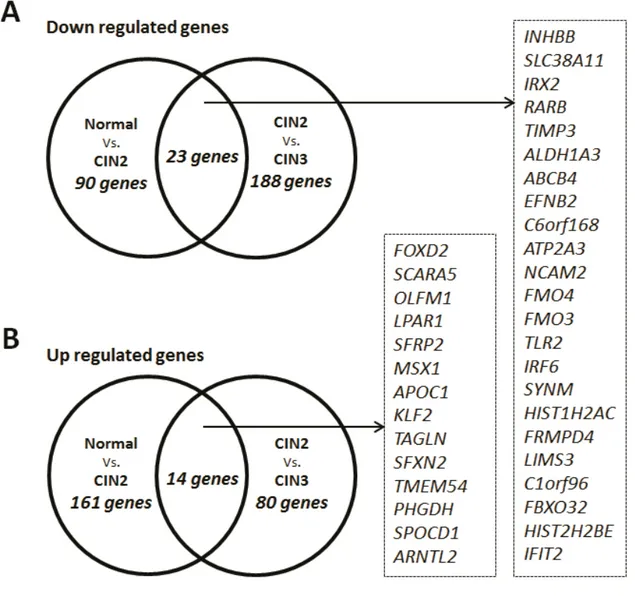 Figure 8. Genes differentially expressed revealed by microarray analysis..A: Intersection  between   the   113   genes   down-regulated     (p&lt;0.05   and   FC&lt;0.5)   in   CIN2   keratinocytes   (CIN2) compared with normal keratinocytes and the 221 ge