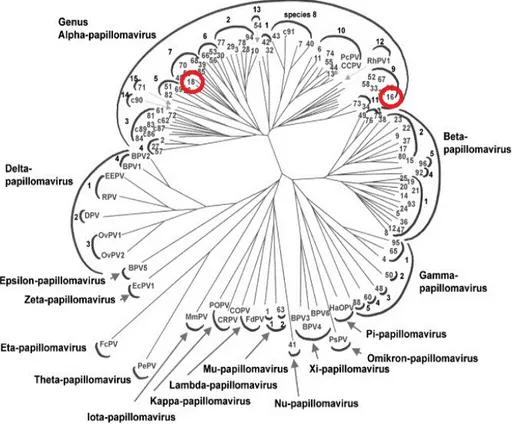 Figure 2. Phylogenetic tree of 118 types of papillomavirus. Each HPV type is identified  